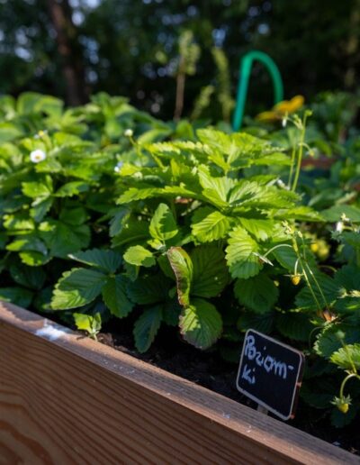 Projekt „Zielona Przyszłość – Ekologiczne Ogródki Przyszkolne w Słupsku” 2