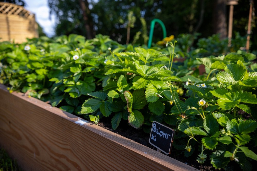 Projekt „Zielona Przyszłość – Ekologiczne Ogródki Przyszkolne w Słupsku”